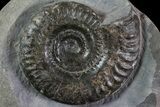 Jurassic Ammonite (Hildoceras) - England #81305-1